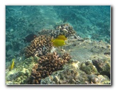 Hookena-Beach-Park-Snorkeling-Big-Island-Hawaii-059