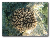 Hookena-Beach-Park-Snorkeling-Big-Island-Hawaii-060