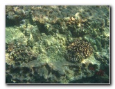 Hookena-Beach-Park-Snorkeling-Big-Island-Hawaii-062