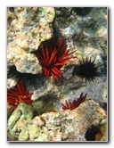 Hookena-Beach-Park-Snorkeling-Big-Island-Hawaii-066