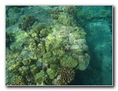 Hookena-Beach-Park-Snorkeling-Big-Island-Hawaii-070