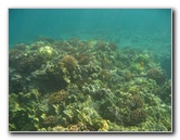 Hookena-Beach-Park-Snorkeling-Big-Island-Hawaii-073