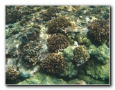 Hookena-Beach-Park-Snorkeling-Big-Island-Hawaii-075