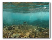 Hookena-Beach-Park-Snorkeling-Big-Island-Hawaii-077