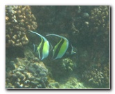 Hookena-Beach-Park-Snorkeling-Big-Island-Hawaii-086