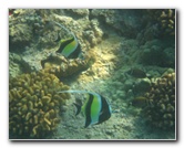 Hookena-Beach-Park-Snorkeling-Big-Island-Hawaii-087