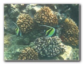 Hookena-Beach-Park-Snorkeling-Big-Island-Hawaii-088