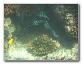 Hookena-Beach-Park-Snorkeling-Big-Island-Hawaii-090