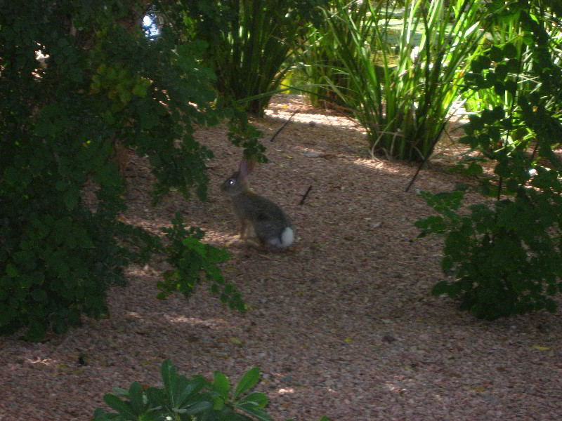 Hyatt-Regency-Scottsdale-Resort-and-Spa-011