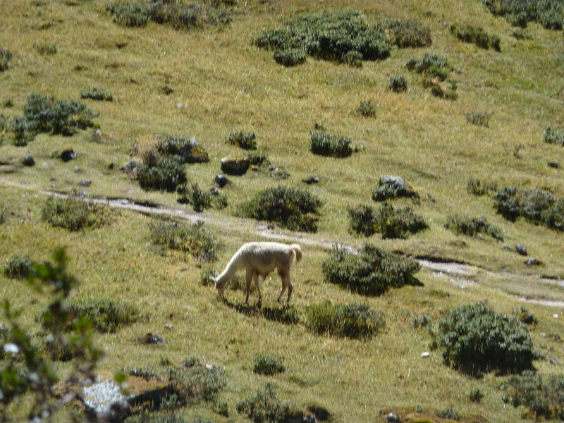 Inca-Hiking-Trail-To-Machu-Picchu-Peru-107