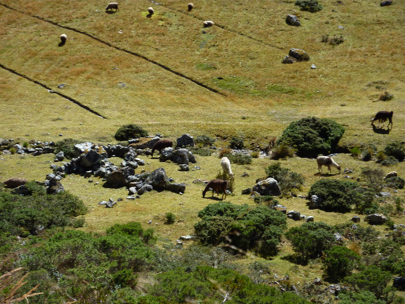 Inca-Hiking-Trail-To-Machu-Picchu-Peru-113