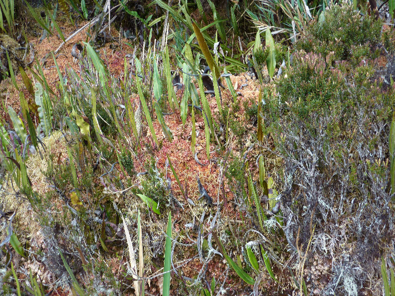 Inca-Hiking-Trail-To-Machu-Picchu-Peru-248