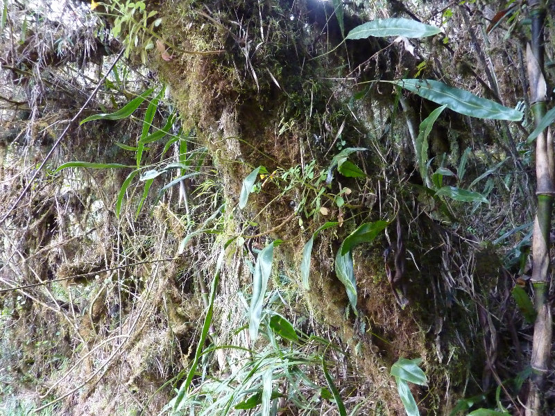 Inca-Hiking-Trail-To-Machu-Picchu-Peru-265