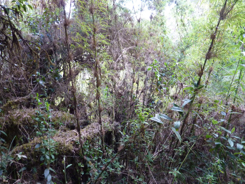 Inca-Hiking-Trail-To-Machu-Picchu-Peru-266