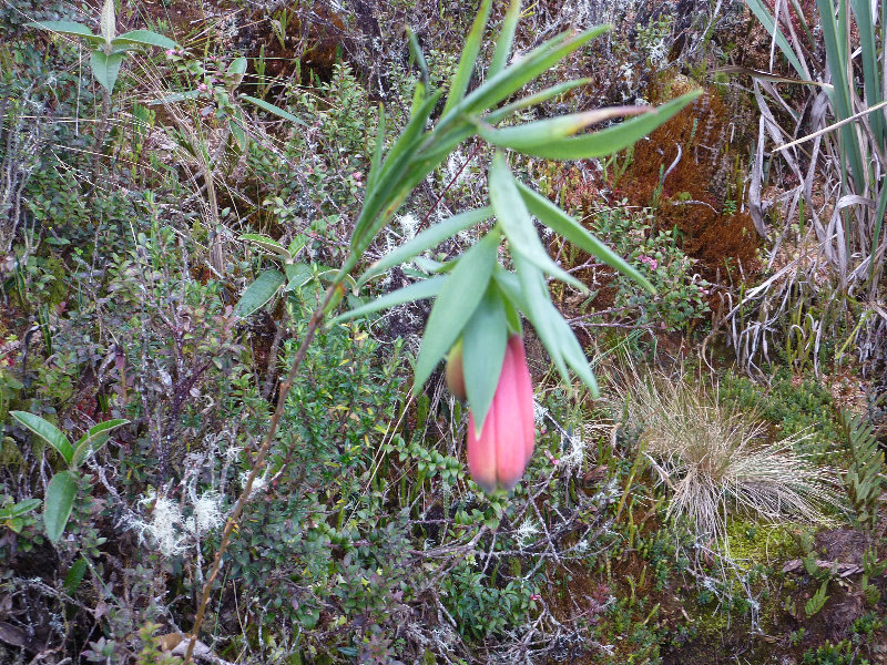 Inca-Hiking-Trail-To-Machu-Picchu-Peru-287