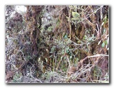 Inca-Hiking-Trail-To-Machu-Picchu-Peru-274