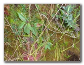 Inca-Hiking-Trail-To-Machu-Picchu-Peru-285