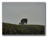 Inca-Hiking-Trail-To-Machu-Picchu-Peru-365