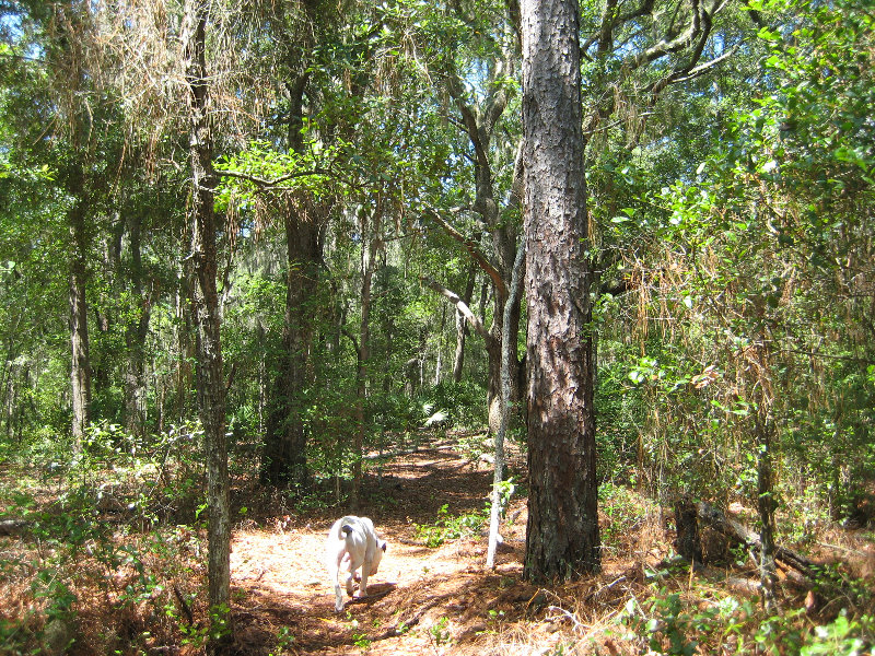 Jacksonville-Arboretum-and-Gardens-Jacksonville-FL-016