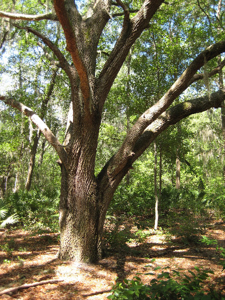 Jacksonville-Arboretum-and-Gardens-Jacksonville-FL-017