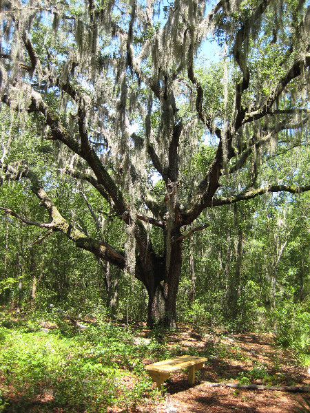 Jacksonville-Arboretum-and-Gardens-Jacksonville-FL-018