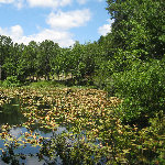 Jacksonville Arboretum & Gardens