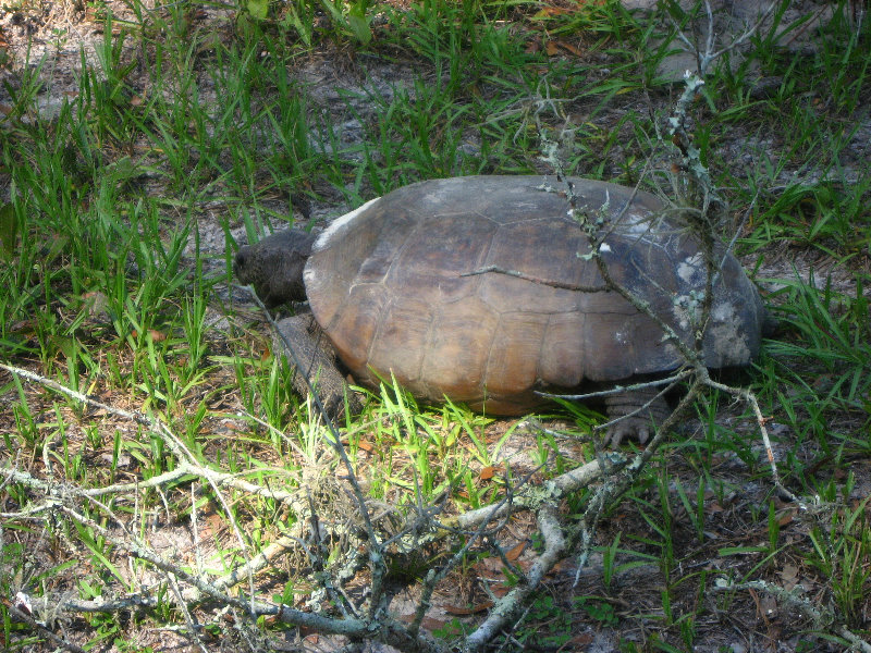 Jay-B-Starkey-Wilderness-Park-Pasco-County-FL-006