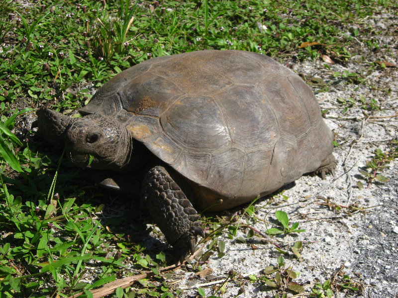 Jay-B-Starkey-Wilderness-Park-Pasco-County-FL-007