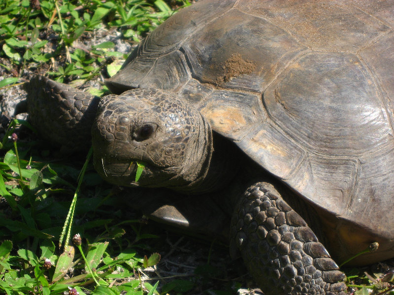 Jay-B-Starkey-Wilderness-Park-Pasco-County-FL-008