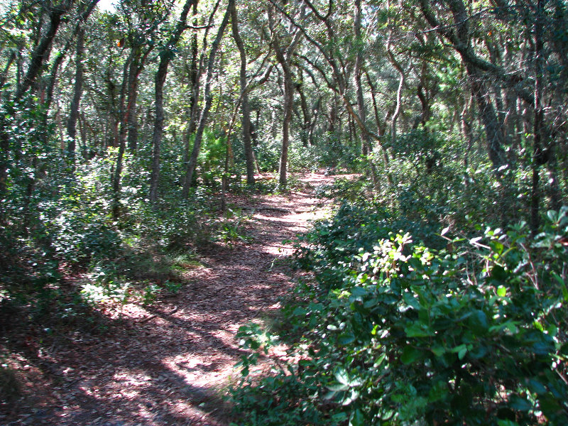 Jay-B-Starkey-Wilderness-Park-Pasco-County-FL-019