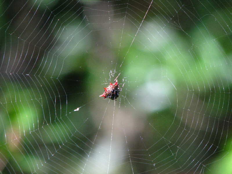 Jay-B-Starkey-Wilderness-Park-Pasco-County-FL-020