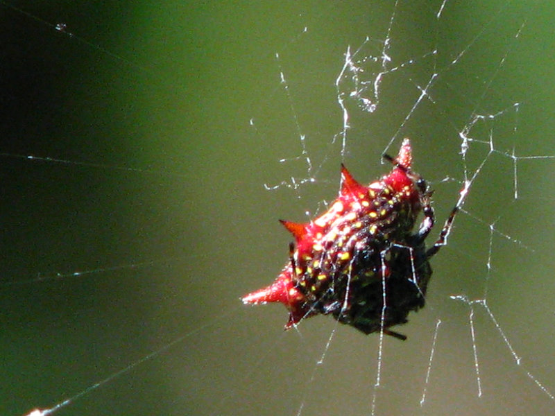 Jay-B-Starkey-Wilderness-Park-Pasco-County-FL-021