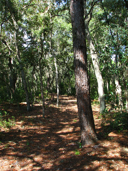 Jay-B-Starkey-Wilderness-Park-Pasco-County-FL-022