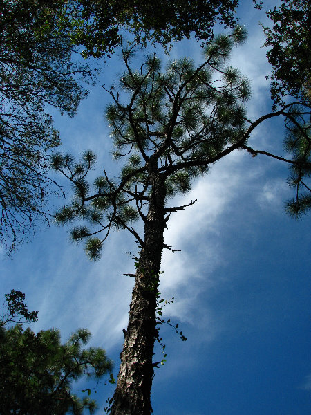 Jay-B-Starkey-Wilderness-Park-Pasco-County-FL-023