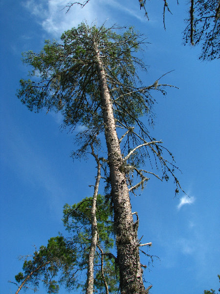 Jay-B-Starkey-Wilderness-Park-Pasco-County-FL-027