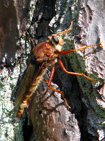 Jay-B-Starkey-Wilderness-Park-Pasco-County-FL-028