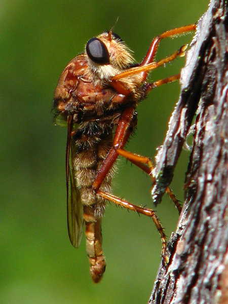 Jay-B-Starkey-Wilderness-Park-Pasco-County-FL-029