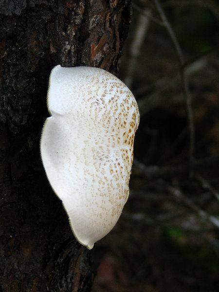 Jay-B-Starkey-Wilderness-Park-Pasco-County-FL-030