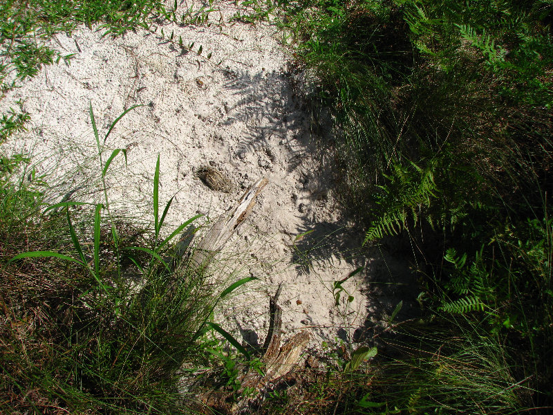 Jay-B-Starkey-Wilderness-Park-Pasco-County-FL-033