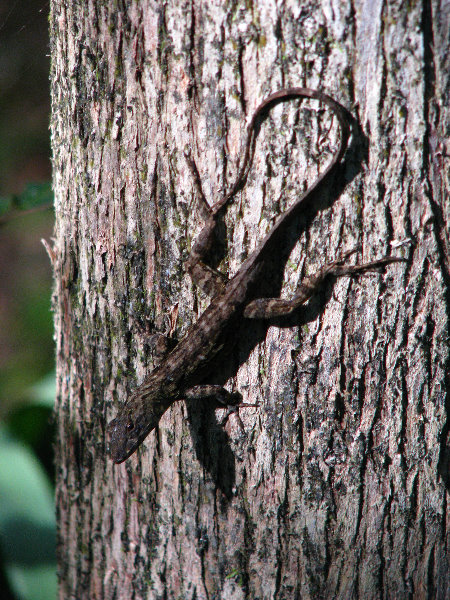 Jay-B-Starkey-Wilderness-Park-Pasco-County-FL-041