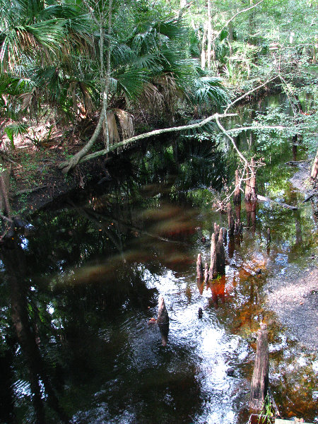 Jay-B-Starkey-Wilderness-Park-Pasco-County-FL-042