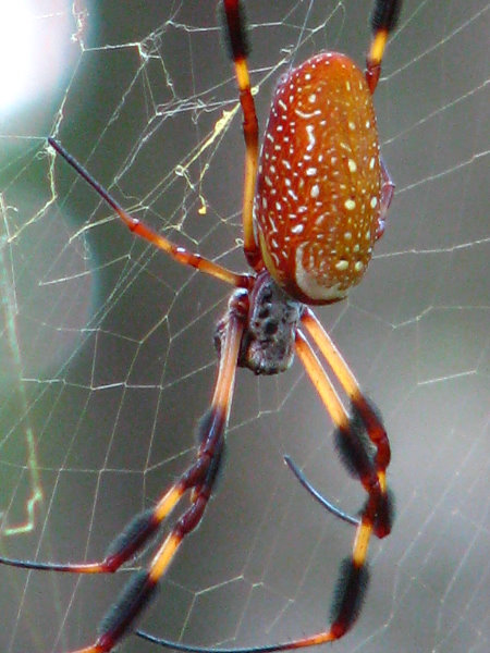 Jay-B-Starkey-Wilderness-Park-Pasco-County-FL-046