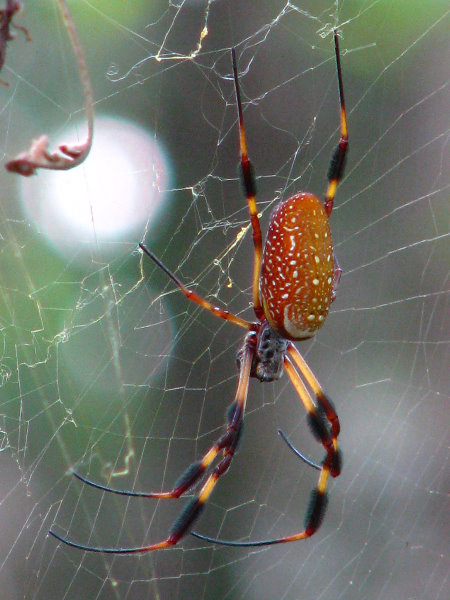 Jay-B-Starkey-Wilderness-Park-Pasco-County-FL-047
