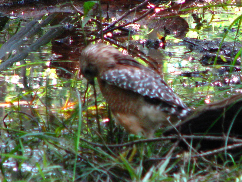 Jay-B-Starkey-Wilderness-Park-Pasco-County-FL-048