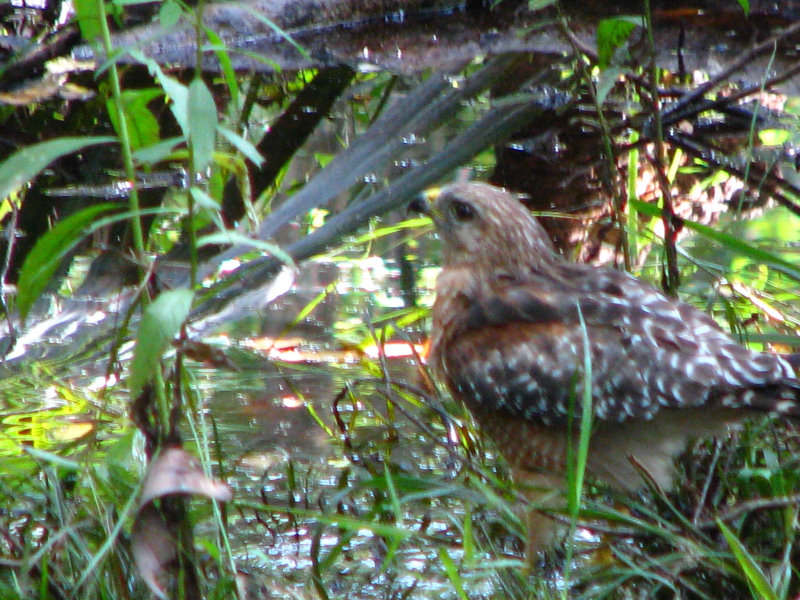 Jay-B-Starkey-Wilderness-Park-Pasco-County-FL-049