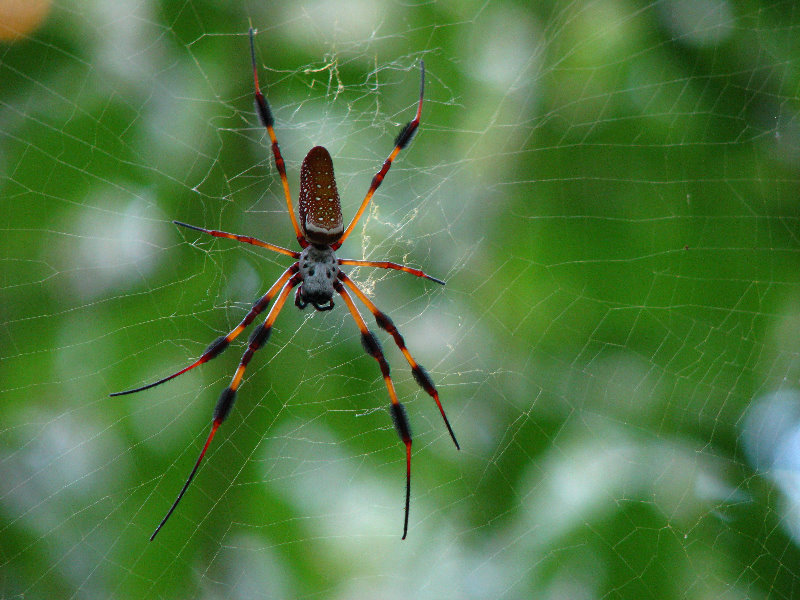 Jay-B-Starkey-Wilderness-Park-Pasco-County-FL-050