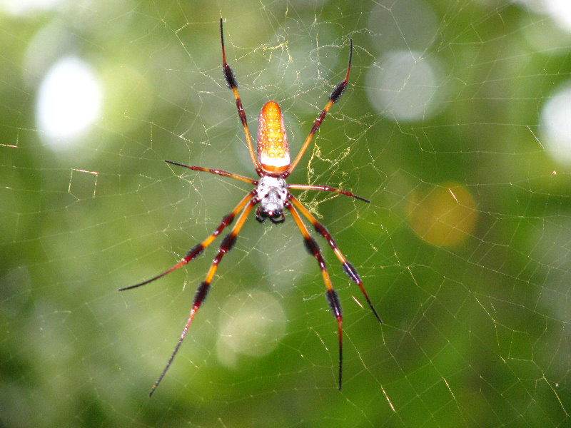 Jay-B-Starkey-Wilderness-Park-Pasco-County-FL-051