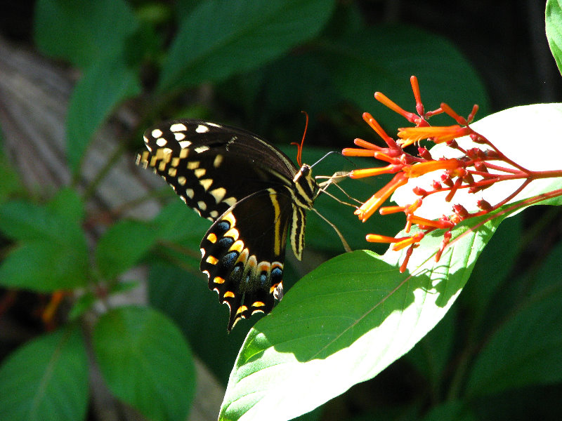 Jay-B-Starkey-Wilderness-Park-Pasco-County-FL-055