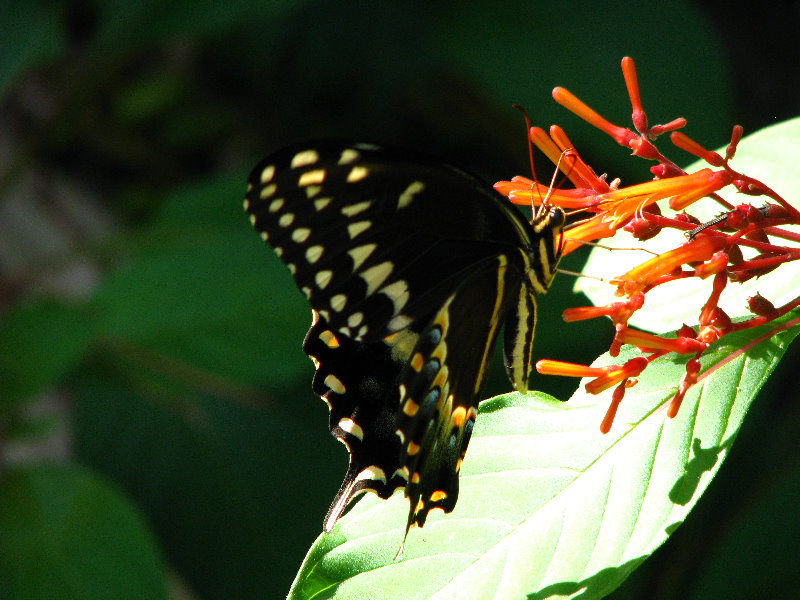 Jay-B-Starkey-Wilderness-Park-Pasco-County-FL-056