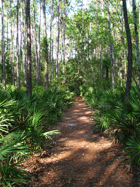 Jay-B-Starkey-Wilderness-Park-Pasco-County-FL-058